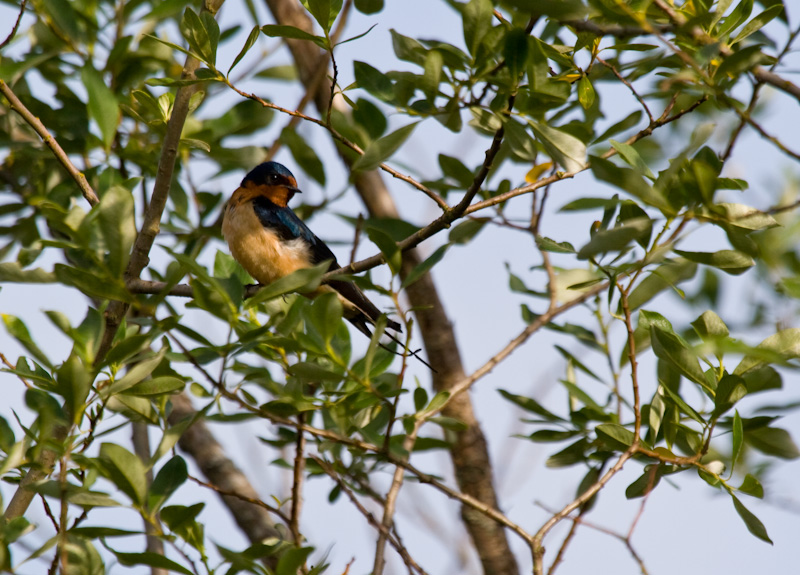 Barn Swallow In Tree